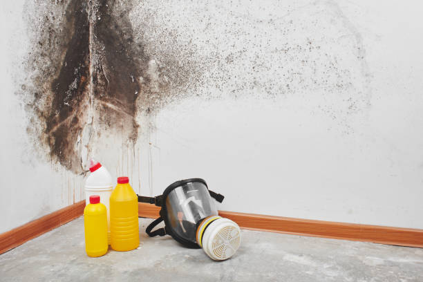 Certified Mold Removal in Cheat Lake, WV