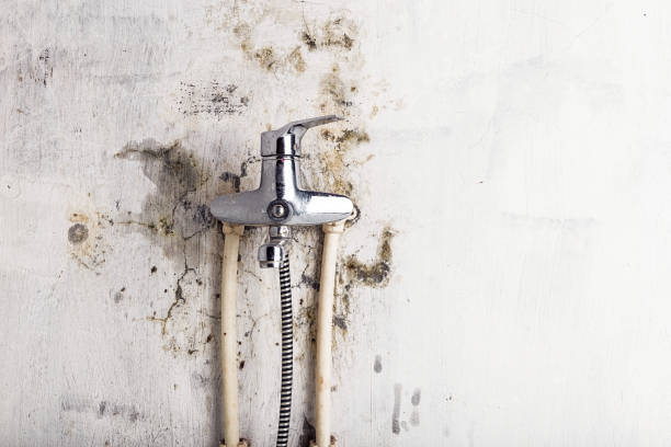 Best Commercial Mold Removal  in Cheat Lake, WV